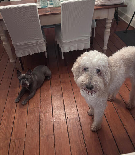 Critterkin Pet Care